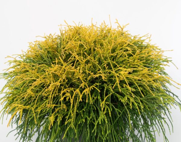 Hernesypressi-Sungold-4