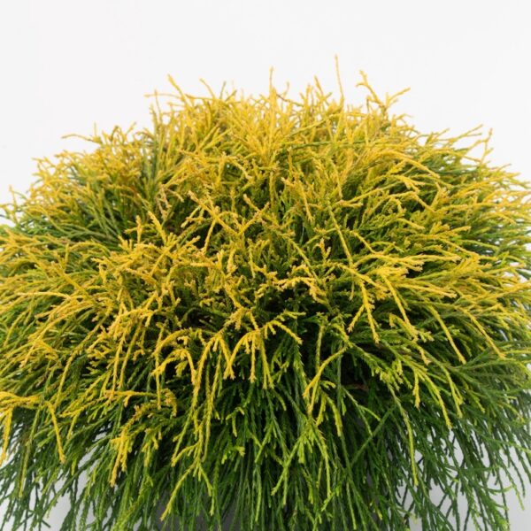 Hernesypressi-Sungold-4