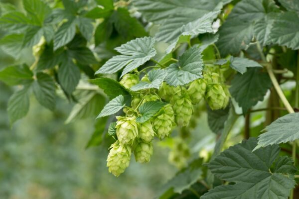 Humala-Humulus-Lupulus