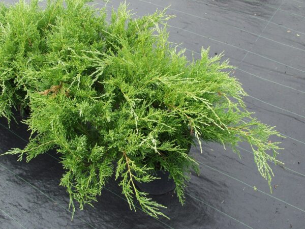 Juniperus-Mint-Julep-Tarhakataja