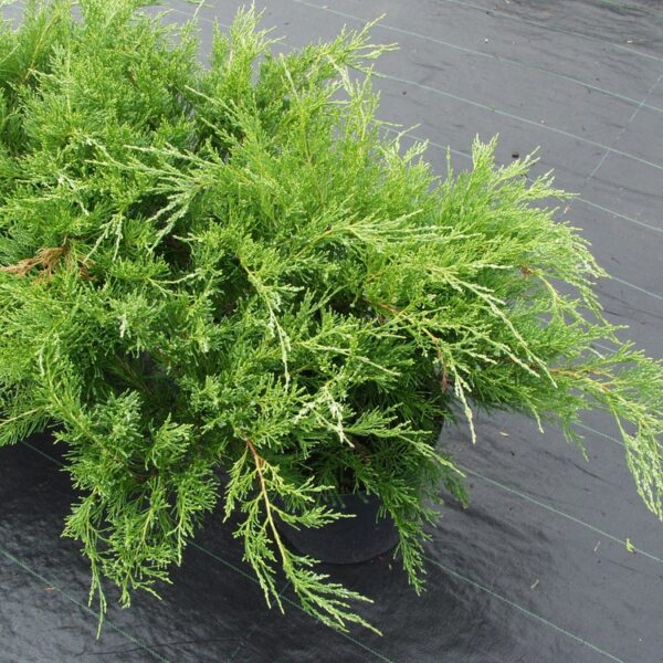 Juniperus-Mint-Julep-Tarhakataja