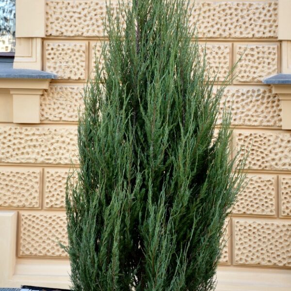Juniperus-blue-Arrow-kynaekataja-kalliovuortenkataja-2