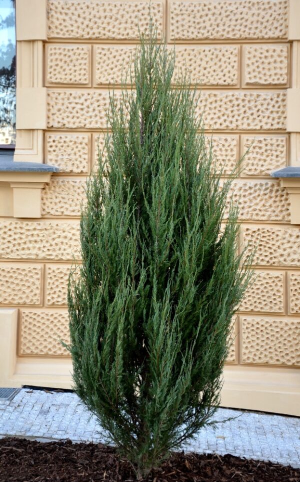 Juniperus-blue-Arrow-kynaekataja-kalliovuortenkataja-2