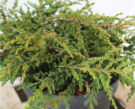 Juniperus-communis-Repanda-Kaapiokataja-3
