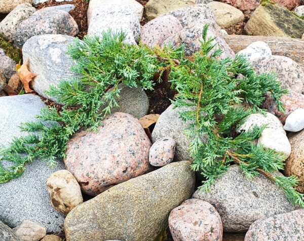 Juniperus-horisontalis-Wiltonii-Laakakataja-2