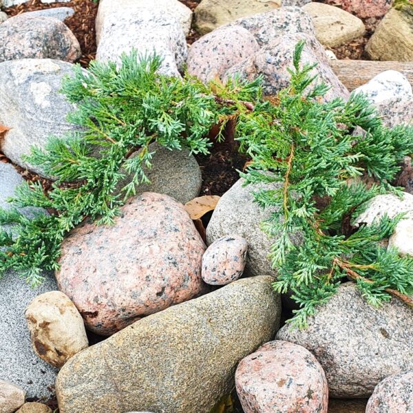 Juniperus-horisontalis-Wiltonii-Laakakataja-2