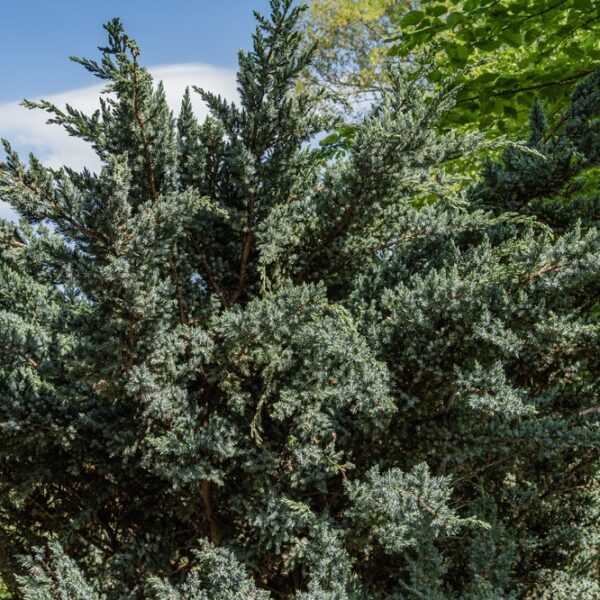 Juniperus-meyeri-sinikataja-2