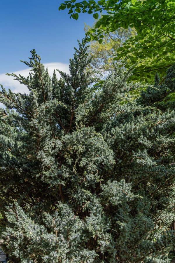 Juniperus-meyeri-sinikataja-2