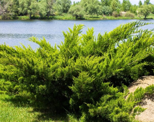 Juniperus-sabina-Rohtokataja-4