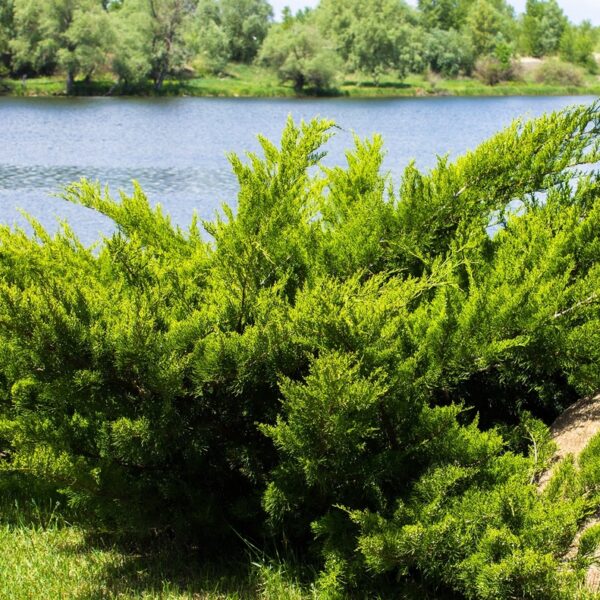 Juniperus-sabina-Rohtokataja-4