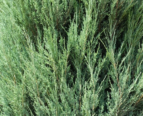 Juniperus-scop-Blue-Arrow-5