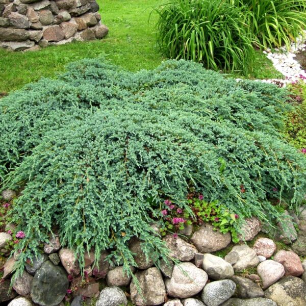 Juniperus-squamata-Blue-Carpet-sinikataja