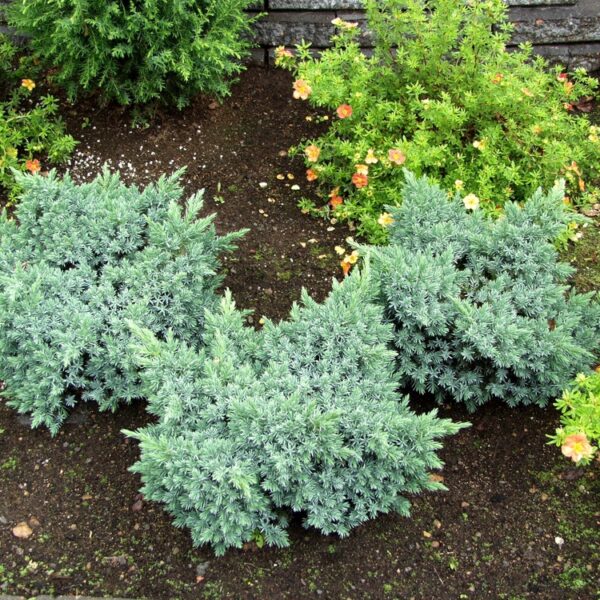 Juniperus-squamata-Blue-Star-sinikataja-2