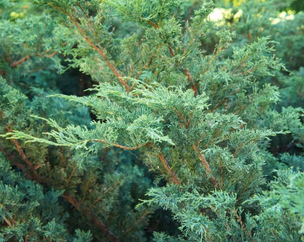 Kiinankataja-Blue-Alps-Juniperus-chinensis-2