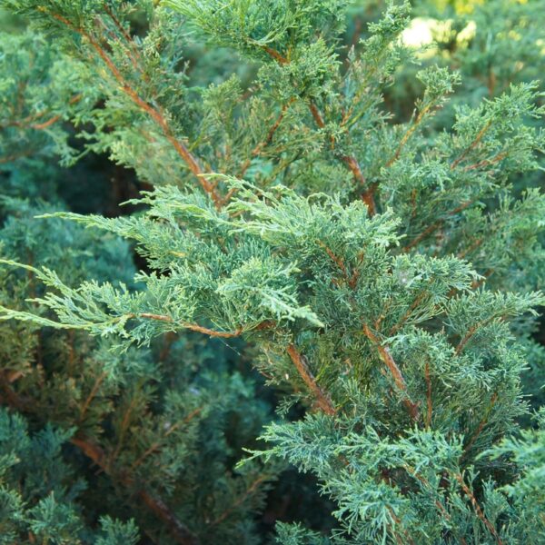 Kiinankataja-Blue-Alps-Juniperus-chinensis-2