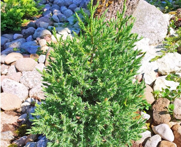 Kiinankataja-Stricta-3