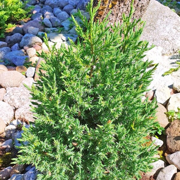 Kiinankataja-Stricta-3