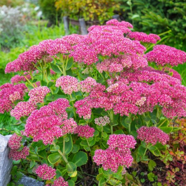 Komeamaksaruoho-Sedum-spectabile