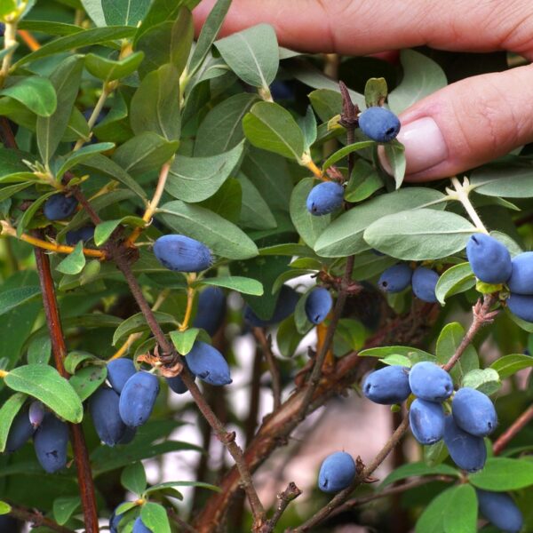 Lonicera-caerulea-var-kamtschatica-Makeasinikuusama-Anja