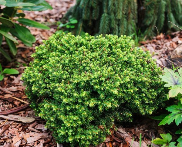 Picea-abies-Little-Gem-Kaapiopesakuusi-2