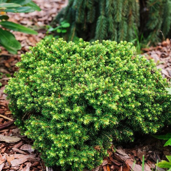 Picea-abies-Little-Gem-Kaapiopesakuusi-2