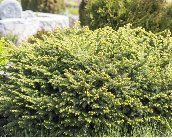 Picea-abies-Nidiformis-pesakuusi-2