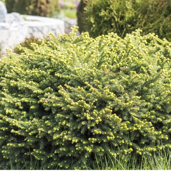 Picea-abies-Nidiformis-pesakuusi-2