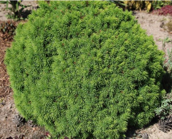 Picea-glauca-Alberta-Globe-pallovalkokuusi-2