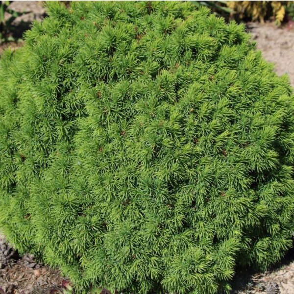 Picea-glauca-Alberta-Globe-pallovalkokuusi-2