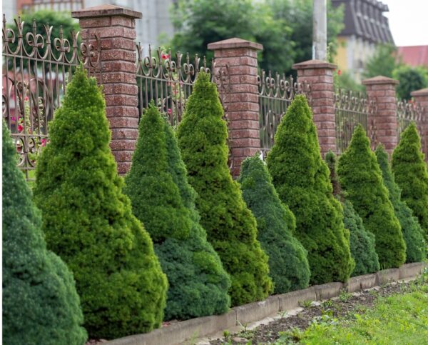 Picea-glauca-Conica-kartiovalkokuusi-5