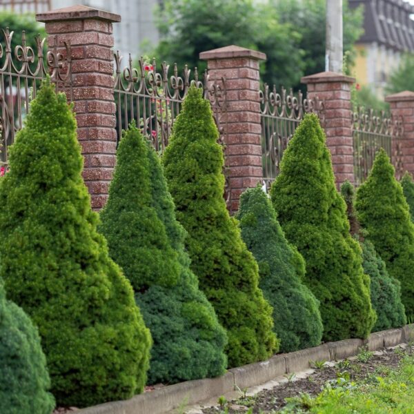 Picea-glauca-Conica-kartiovalkokuusi-5