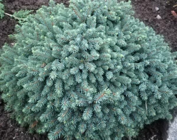 Picea-glauca-Echiniformis-siilivalkokuusi-3