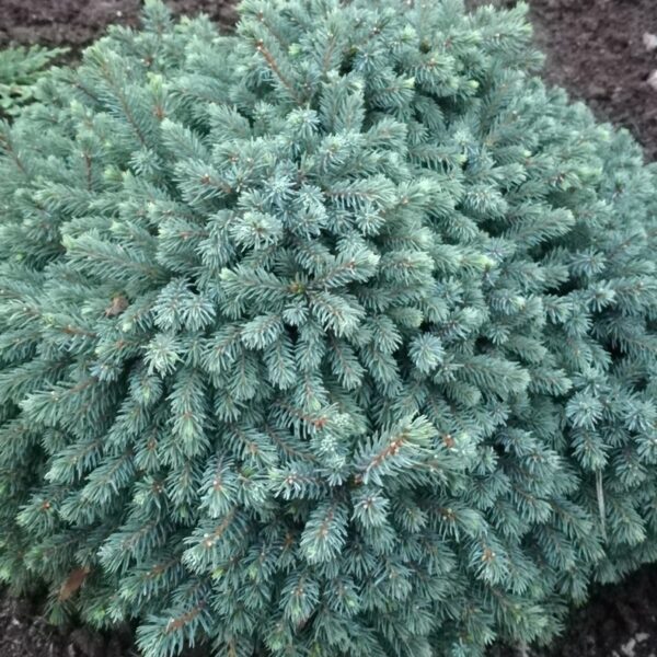 Picea-glauca-Echiniformis-siilivalkokuusi-3