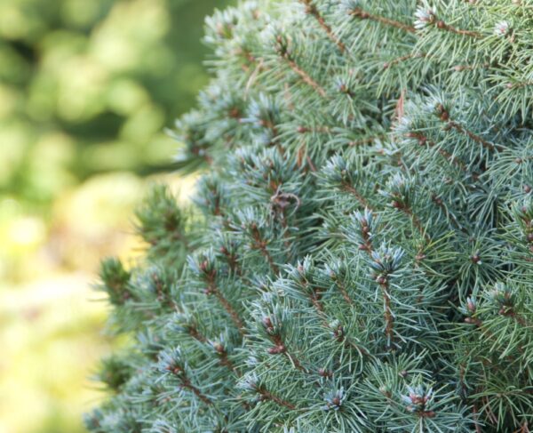Picea-glauca-Sanders-Blue-kartiovalkokuusi-5