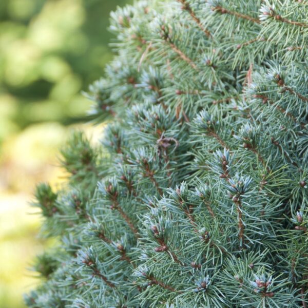 Picea-glauca-Sanders-Blue-kartiovalkokuusi-5
