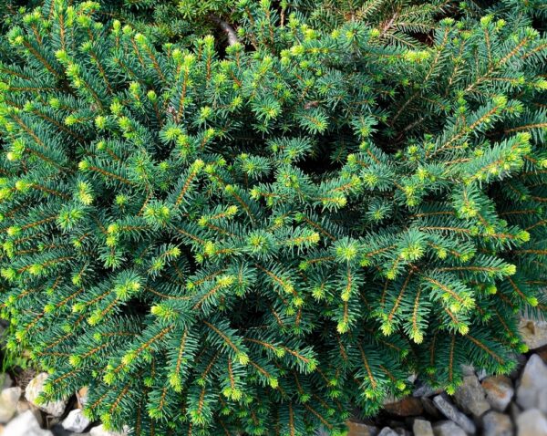 Picea-omorika-Karel-kaapioserbiankuusi-2