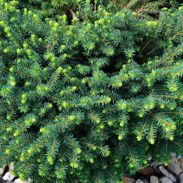 Picea-omorika-Karel-kaapioserbiankuusi-2