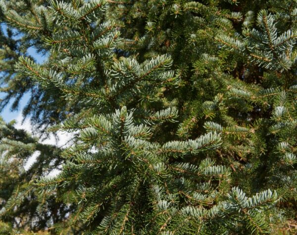 Picea-omorika-Serbiankuusi-4