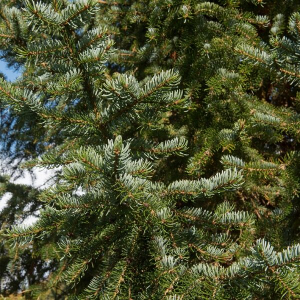Picea-omorika-Serbiankuusi-4