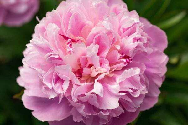 Pioni-Sarah-Bernhardt-Paeonia