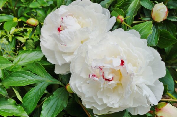 Pioni-festiva-maxima-Paeonia
