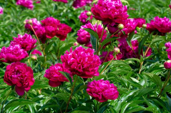Pioni-karl-rosenfield-paeonia