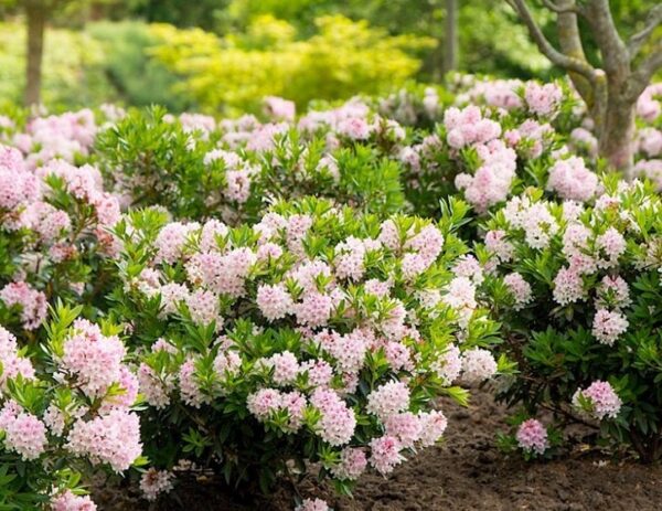 Rhododendron-Bloombux-6