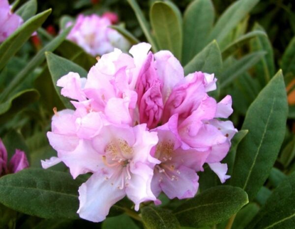 Rhododendron-Tigerstedtii-ryhmae-Pohjolan-Tytaer-4