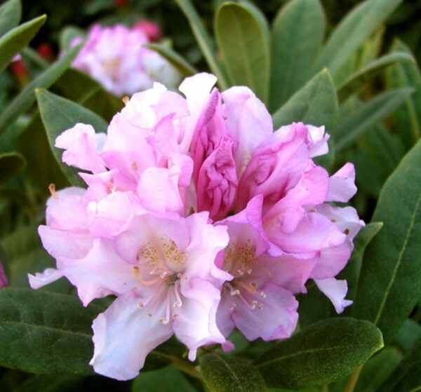 Rhododendron-Tigerstedtii-ryhmae-Pohjolan-Tytaer-4