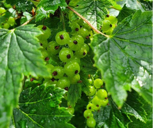 Ribes-nigrum-Viherherukka-Vilma