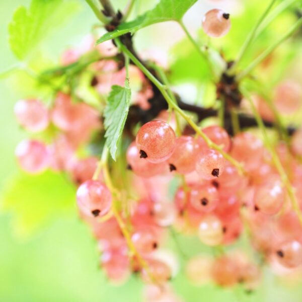 Ribes-rubrum-Vaaleanpunainenherukka-Aili