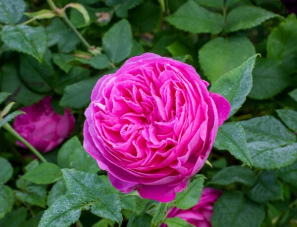 Rosa-Bourbon-ryhmae-Bourbonruusu-Louise-Odier