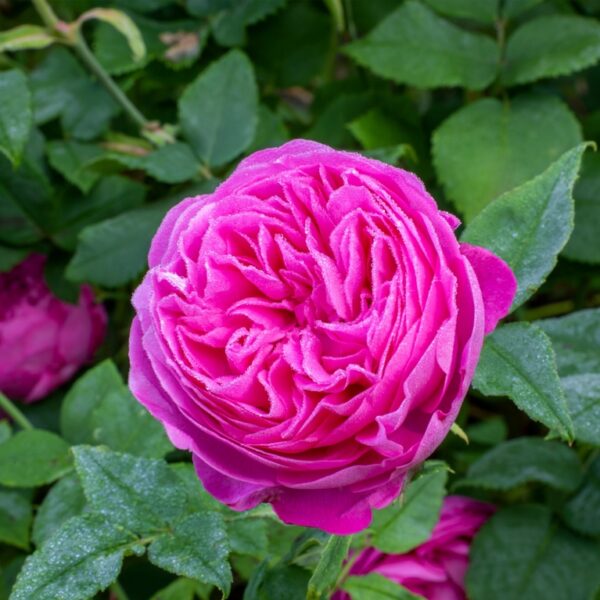 Rosa-Bourbon-ryhmae-Bourbonruusu-Louise-Odier