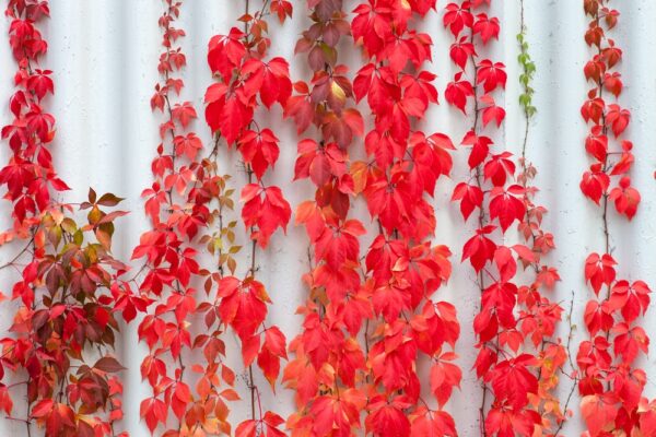 Saeleikkoevilliviini-parthenocissus